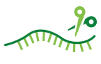 RNase R