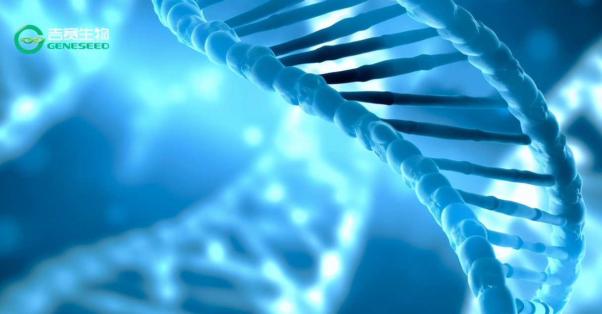 RNA机制研究秘籍：分子互作技术解析DNA-RNA-蛋白调控通路！