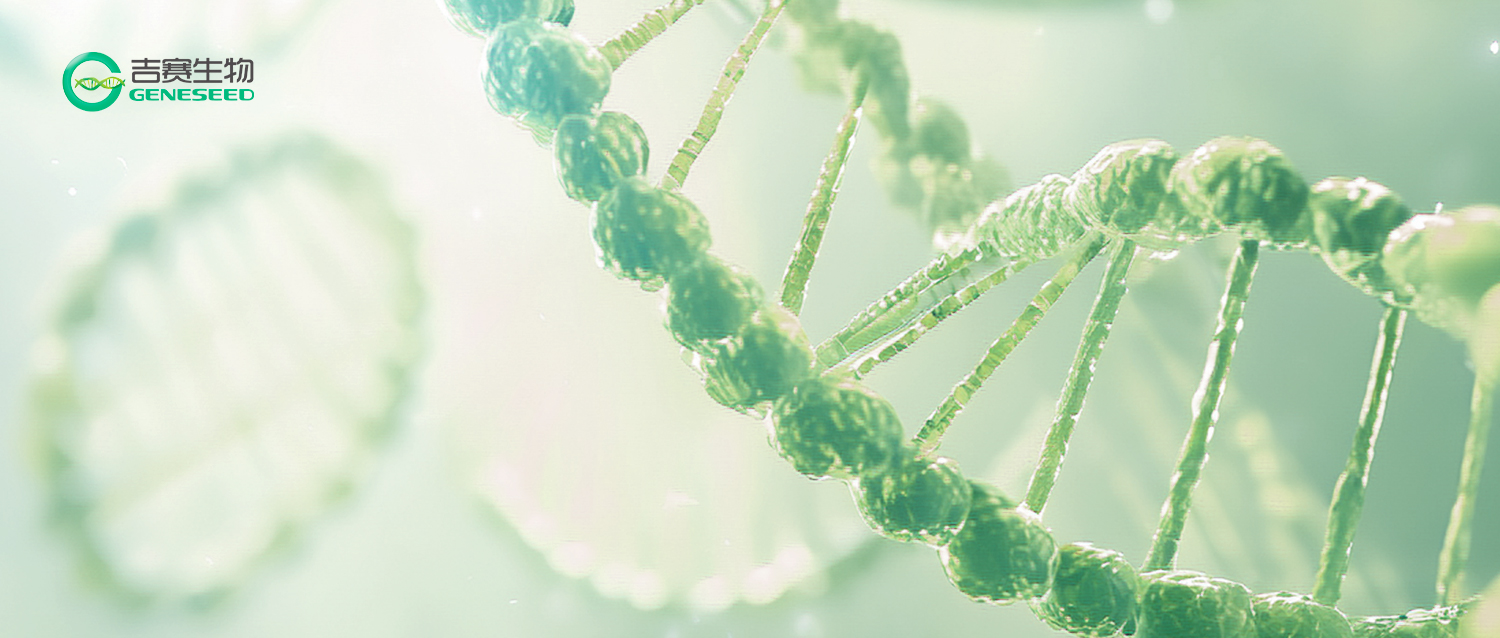 环状RNA：长期蛋白补充与精准治疗领域的技术突破与转化潜力