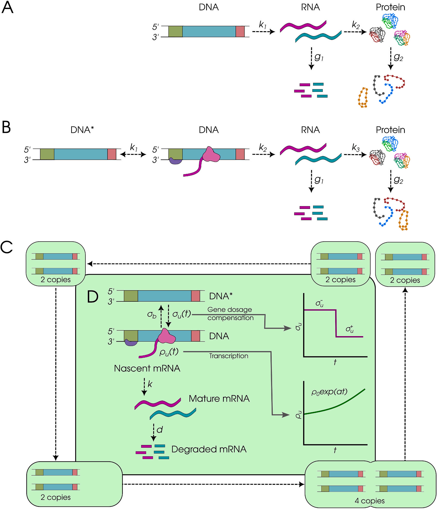 一个样本，三个世界：转录组vs翻译组vs蛋白组，你知道它们究竟有多不一样吗？_吉赛生物