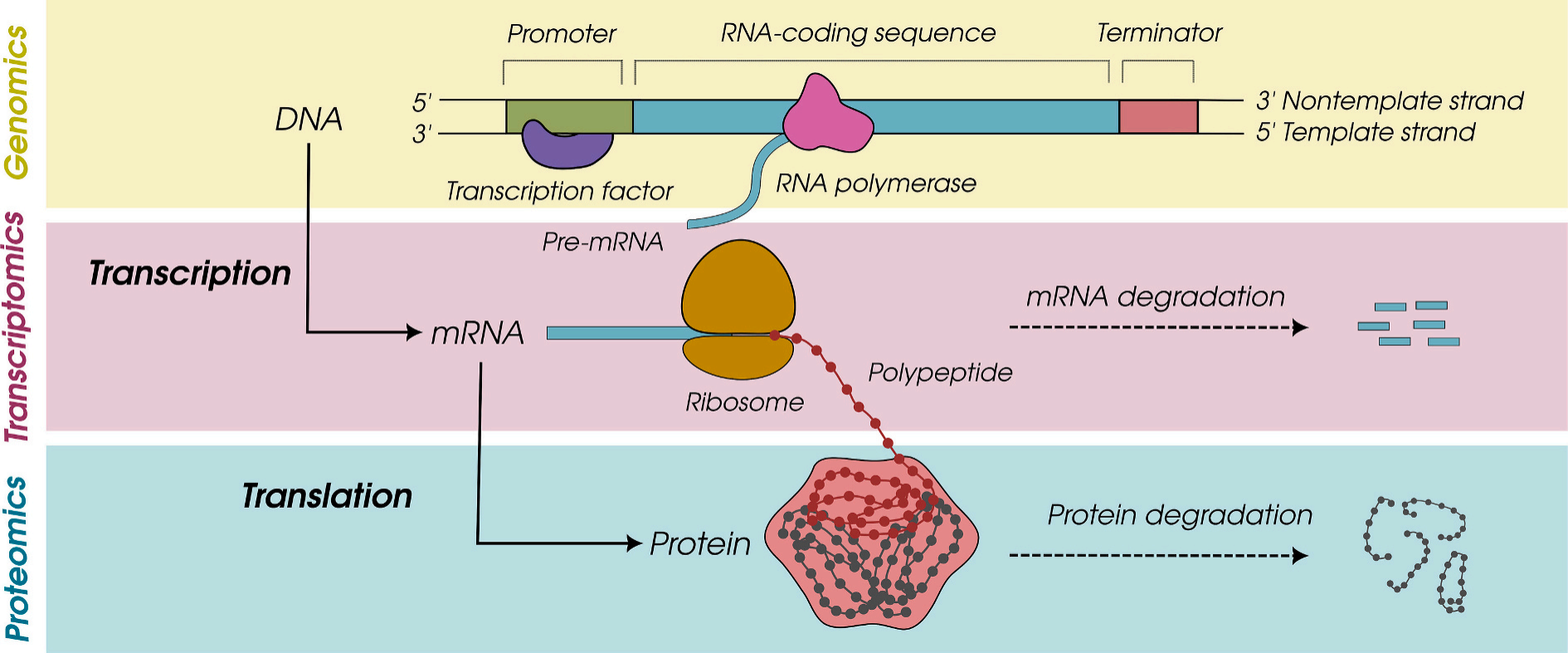 一个样本，三个世界：转录组vs翻译组vs蛋白组，你知道它们究竟有多不一样吗？_吉赛生物