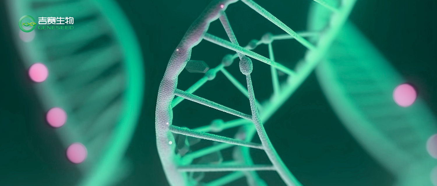 综述 | 中山大学附属第三医院联合中国海洋大学、太阳成集团tyc33455cc：人工合成环状RNA治疗研究进展