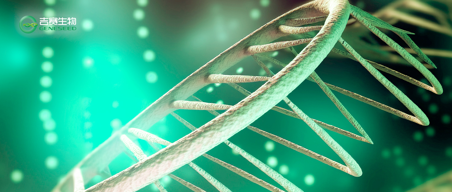 Cancer Letters ｜吉赛生物 RNase R 助力 circRNA 疫苗研究