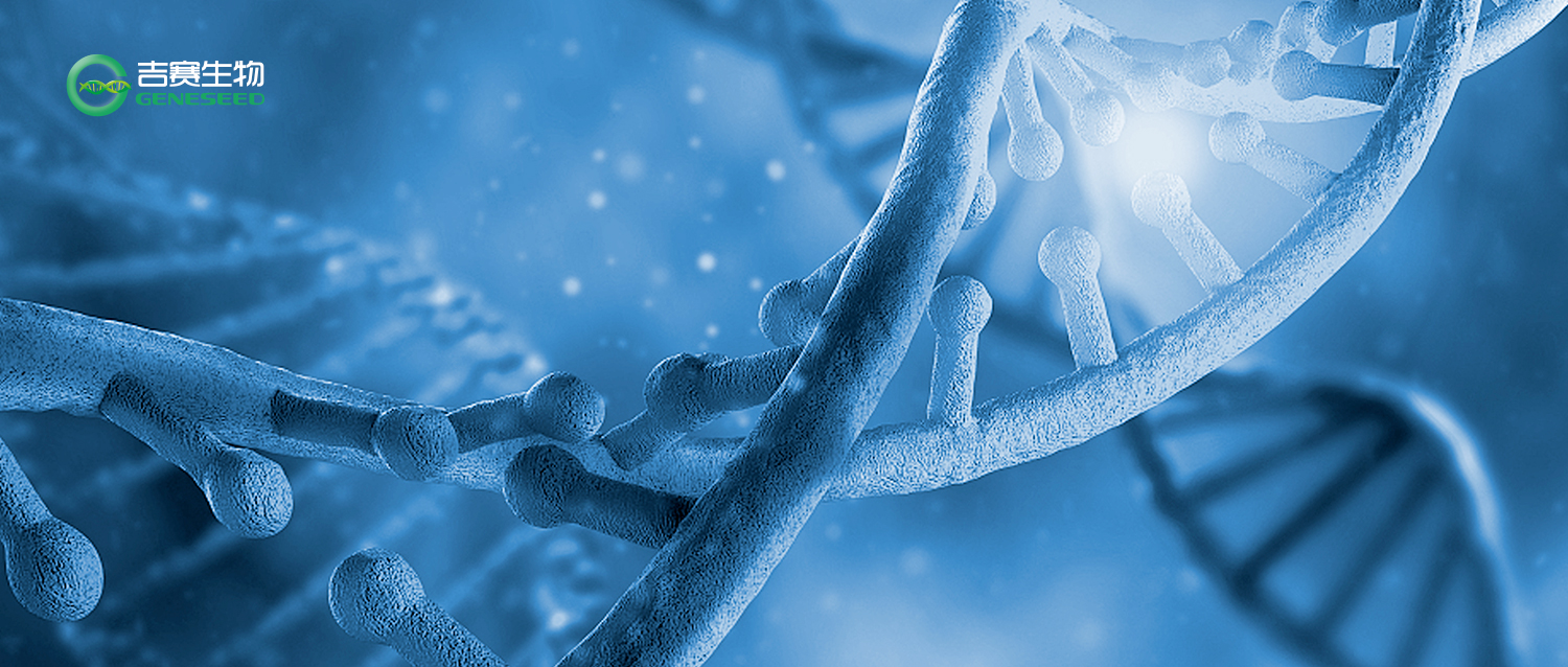 STTT | 吉赛生物T7体外转录助力心房颤动关键分子研究