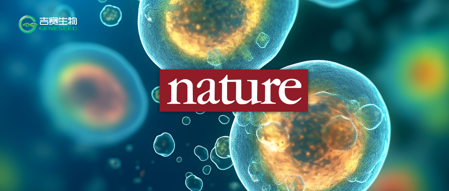 Nature半年两连发：m¹Ψ让核糖体“慢下来”，ac⁴C如何实现“又快又准”？