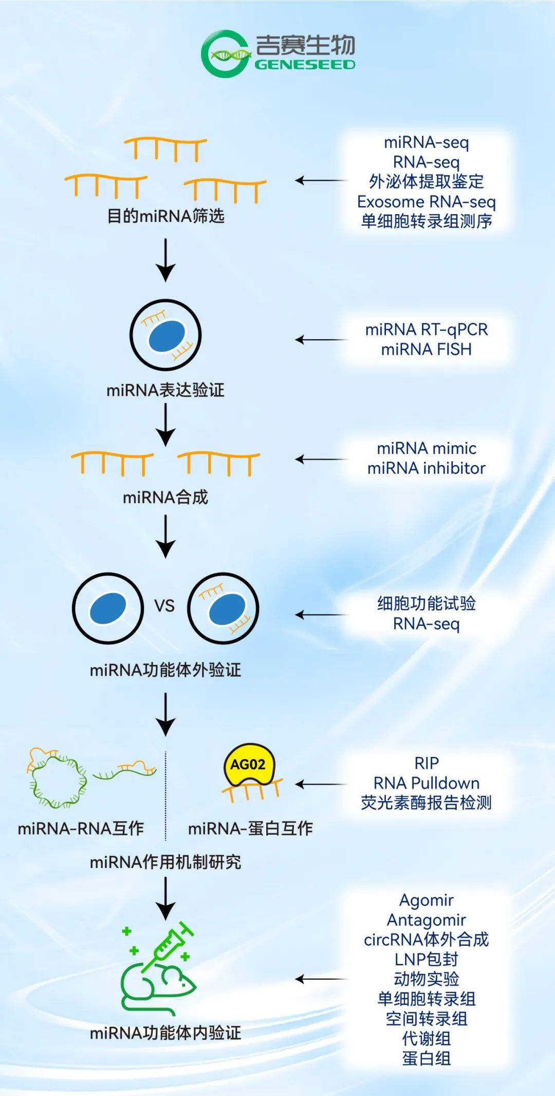 收藏！诺奖解读：microRNA小小身躯大大能量 | 吉赛生物